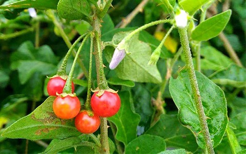 ca-gai-leo-1
