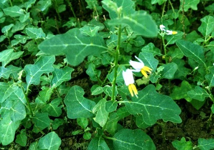 ca_gai_leo_3